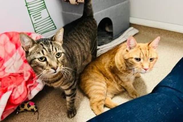 Balti and Ludo are in search for a home together. Photo: RSPCA