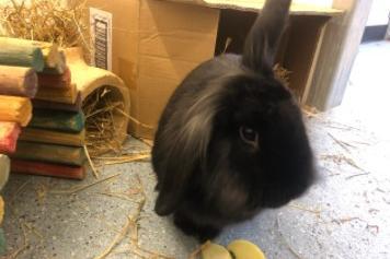 Buttons is a confident rabbit who is very comfortable around people and loves to be stroked. He is very active and always on the hop! He is super curious about everything and likes to give everything a good sniff, especially people's feet!