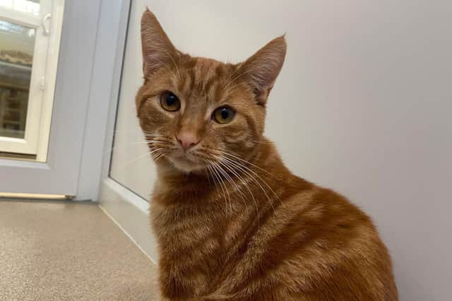 Scotty is up for adoption this week at RSPCA Leeds. Photo: RSPCA