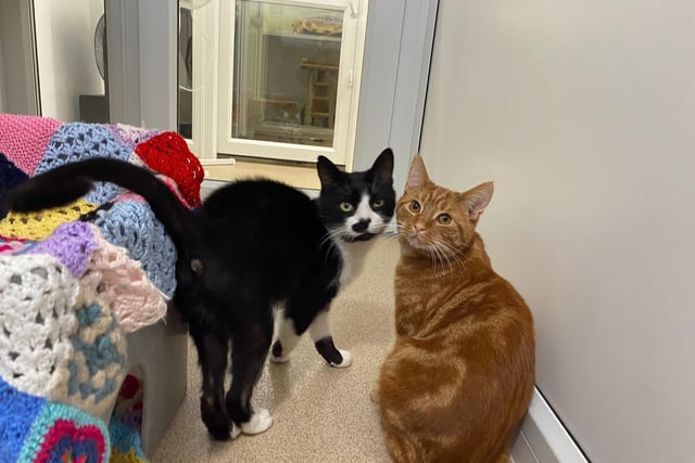 This pair came into RSPCA care as they were abandoned by their previous owners. They are very close friends and like to snuggle up in their apartment at the rescue centre. Smudge is a little bit more confident than Scotty, but they both love affection.