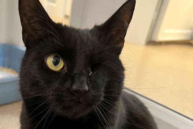Autumn is a super sweet girl with a lovely soft silky coat. Unfortunately, before she came to the centre she lost one of her eyes but she is just as beautiful now! She is very friendly and always pleased to see people, she will always meow to say hello! The moment you sit down, Autumn is straight to you for snuggles and a stroke.