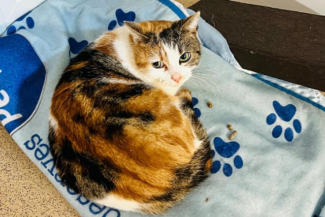 Peggy is two years old and came into the RSPCA as a stray. She can be a little shy and first but once she warms up to you she loves to be stroked on the head. She does like human company and would prefer to live with someone who is home most of the time.