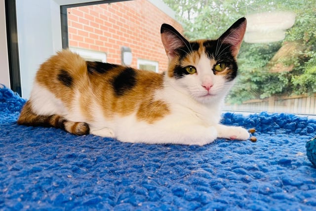 Jess came into the centre when she was found to be pregnant, just a few weeks later she gave birth to 4 adorable kittens. The team tried to help her look after them, but said she was such a good first time mum they didn’t need to do anything! All her kittens have flown the nest so now it is her turn to find her forever home.