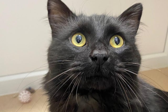 Percy is one year old and was sadly given up by his previous owner as they had to go into hospital. He loves to chase his ball across the room and has a very loving and cheerful energy.