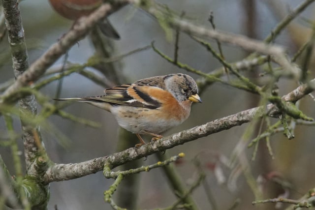 A brambling - a winter visitor to the UK.