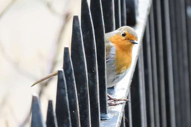 A robin peeking through a railing.