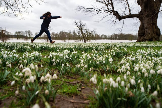 In 2016 visitors helped to mark Beningbrough’s 300th birthday by planting 300,000 bulbs for a Spring Spectacular. As winter turns to spring this area is blanketed in colour from the white of the snowdrops to the pale purple of the crocus and the vibrant yellows of the daffodils.