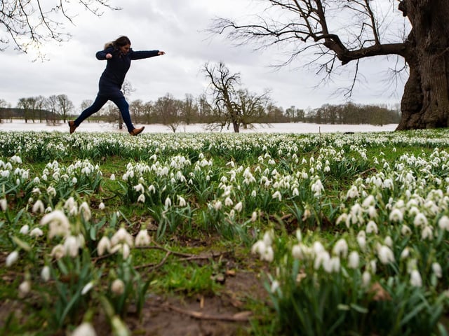 In 2016 visitors helped to mark Beningbrough’s 300th birthday by planting 300,000 bulbs for a Spring Spectacular. As winter turns to spring this area is blanketed in colour from the white of the snowdrops to the pale purple of the crocus and the vibrant yellows of the daffodils.