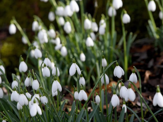 The Pleasure Grounds at Nostell come to life in spring with snowdrops popping up in the landscape. Follow the circular path through the woodland of sweet chestnuts and oaks, making your way towards the Lower Lake and Boat House. As you make your way back up to the Middle Lake, look out for the cascade flowing over the stone Druid’s Bridge.