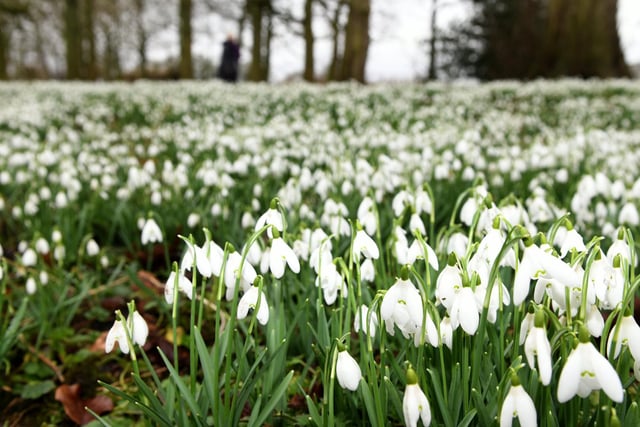 This East Yorkshire hall every year sees millions of hardy snowdrops push through the cold winter ground to create a magnificent white carpet across the woodland floor at the Cunliffe Listers’ Elizabethan family home.