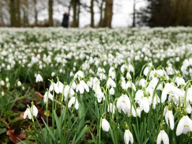This East Yorkshire hall every year sees millions of hardy snowdrops push through the cold winter ground to create a magnificent white carpet across the woodland floor at the Cunliffe Listers’ Elizabethan family home.
