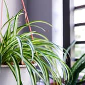 The spider plant is one of the most effective at removing pollutants from the air. Photo: Adobe
