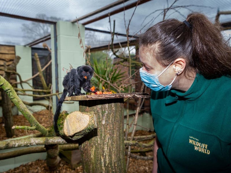 Did you know that there are monkeys and capybaras living in Leeds? Come to Wildlife World in Lotherton to see them and learn all about the environment too.