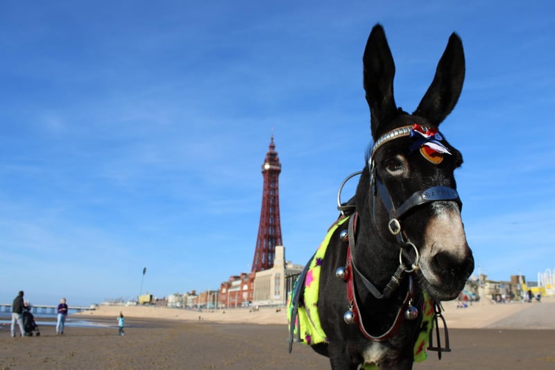 A photograph of a donkey on a Blackpool beach by Lucy Rowe will feature in the exhibition.
