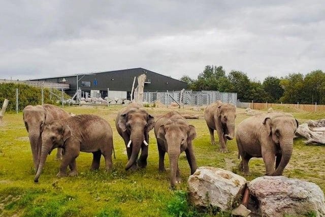 Blackpool Zoo has confirmed that its outdoor areas will be allowed to reopen on Monday, April 12. But the indoor eating area of the cafe will stay closed, as will the indoor viewing area of animal houses including elephants, big cats, giraffes, small primates, gorillas and orangutans. But these animals all have access to their outdoor enclosures which are visible to guests