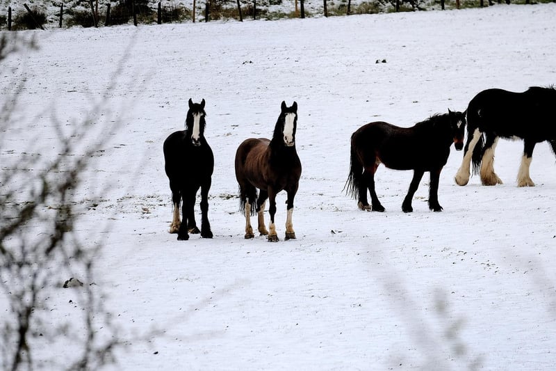 Horses in a field at Burniston. Photo taken on Saturday by Richard Ponter.