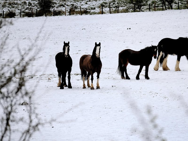 Horses in a field at Burniston. Photo taken on Saturday by Richard Ponter.