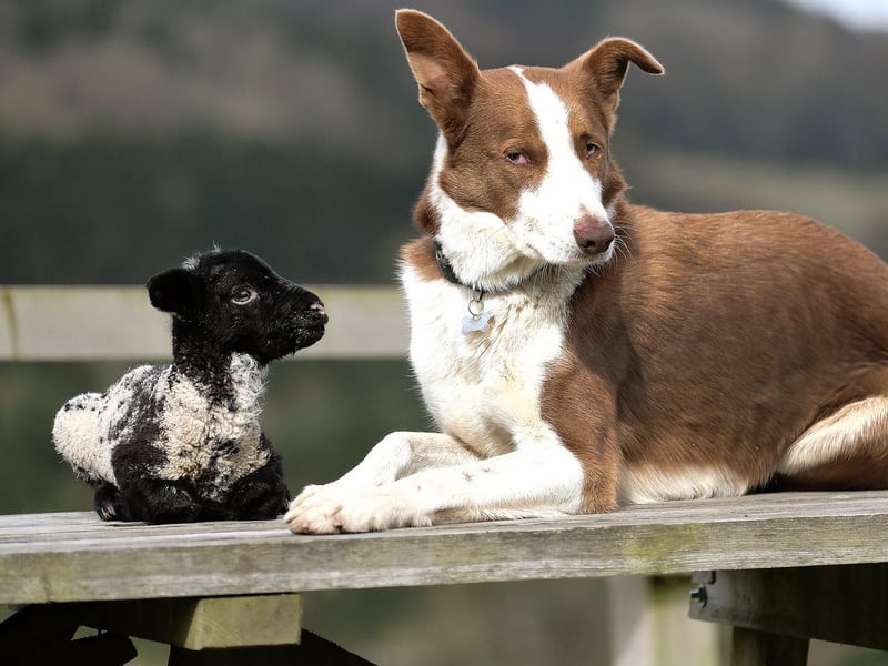A little lamb with a new best friend at Stepney Hill Farm. Photo taken on Friday by Richard Ponter.