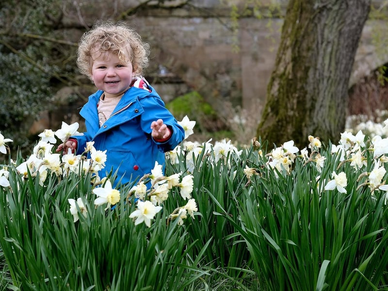 By contrast, this photo was taken a day earlier; it shows Teddy enjoying a springtime stroll in Ayton. Photo taken on Friday by Richard Ponter.