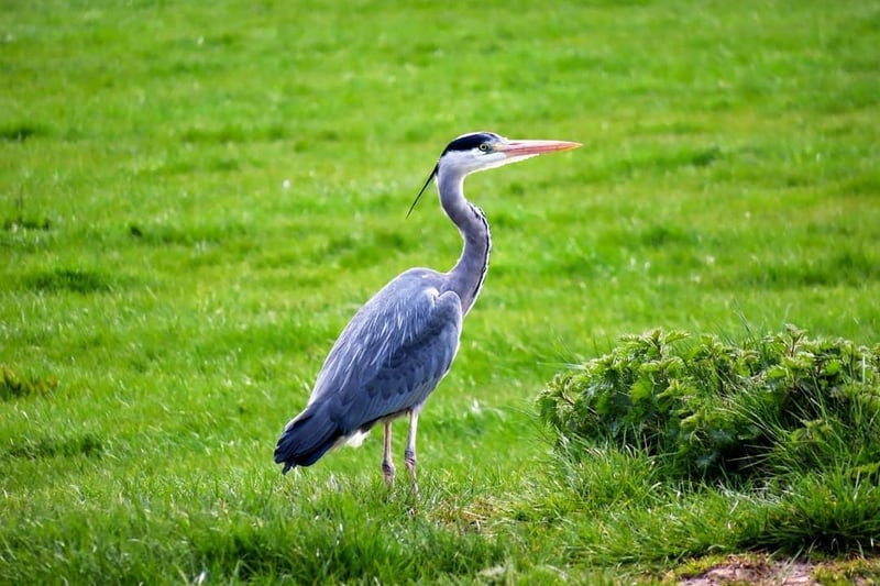 Leeroy Hayward got up close and personal with nature during a walk with the family - pausing to capture this stunning shot of a heron.