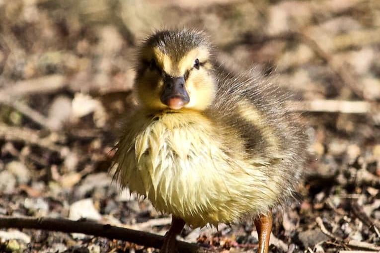 In a sure fire sign that spring is on the way, Nichola Sewell stumbled across a very photogenic baby duck during a walk at Newmillerdam.