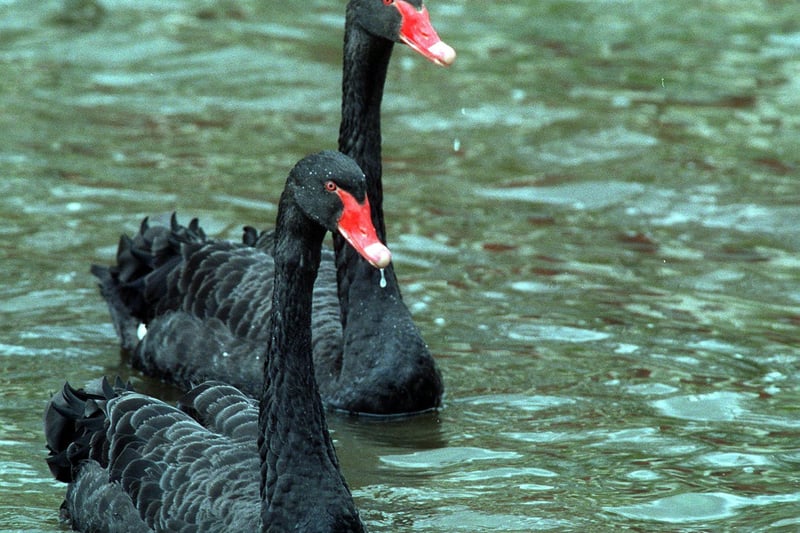 These two Black Swans had set up home on Wellington Lake at Roundhay Park.