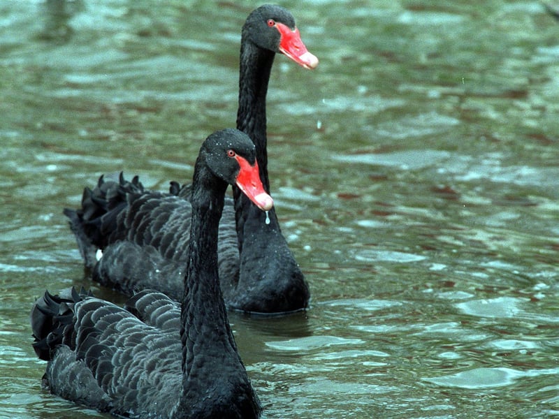 These two Black Swans had set up home on Waterloo Lake.