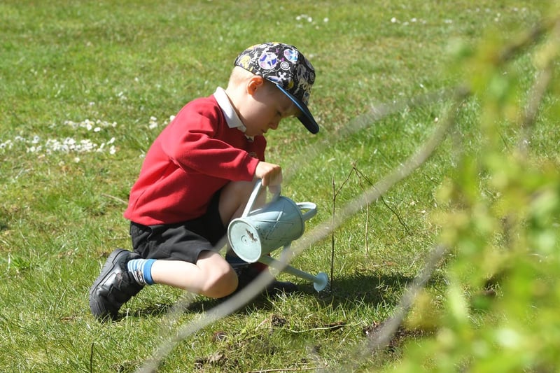A pupil focuses as they plant one of the saplings on the school field, photo: Neil Cross.