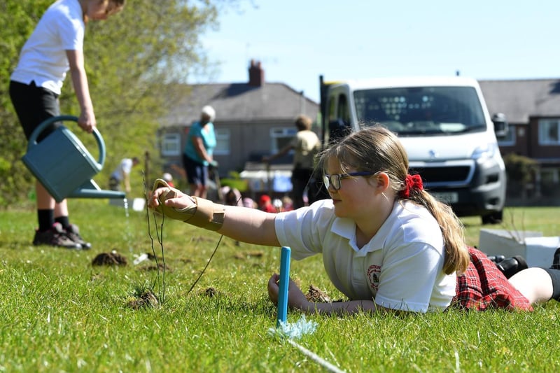 The saplings will create a hedgerow and a habitat for wildlife, photo: Neil Cross.
