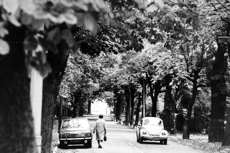 A tree-lined Lidgett Park Road in October 1975.
