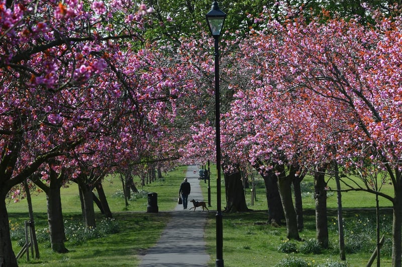 Take a look through these pictures of cherry blossom on the Stray. Picture: Gerard Binks.