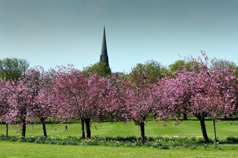 A row of cherry blossom trees looking pretty on the Stray. Picture: Gerard Binks.