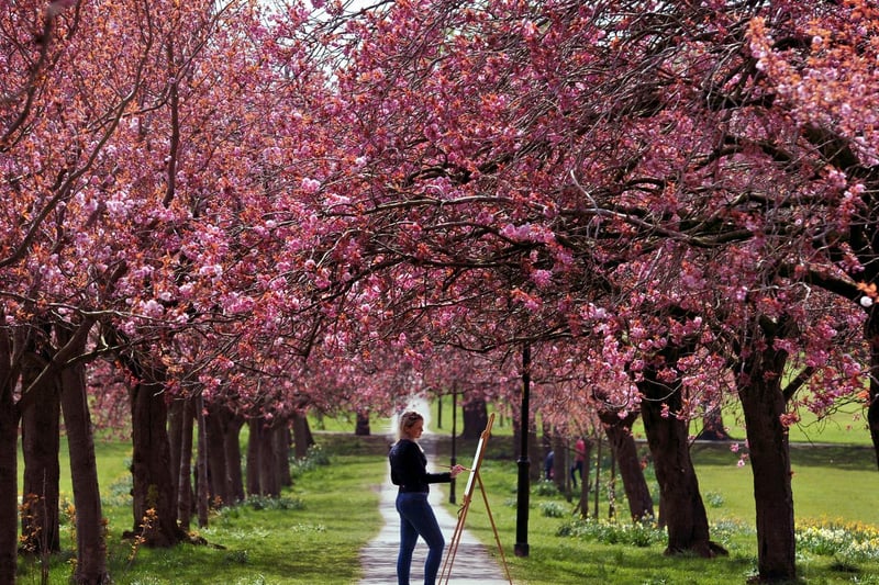 Painting the cherry blossom trees. Picture: Gerard Binks.