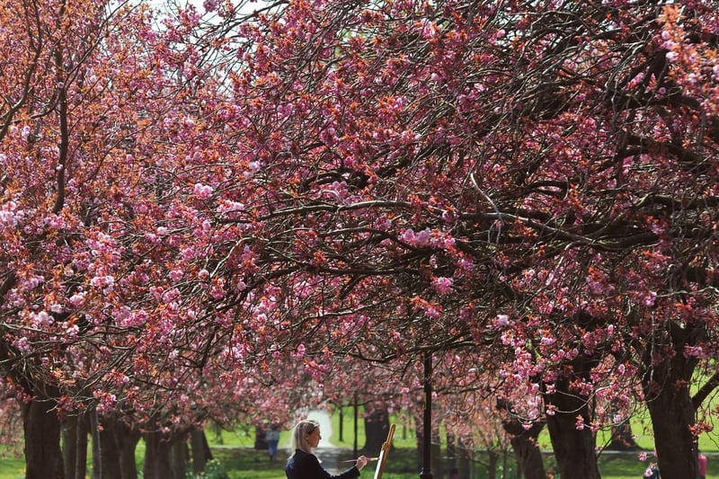 Taking inspiration from the beautiful cherry blossom trees. Picture: Gerard Binks.