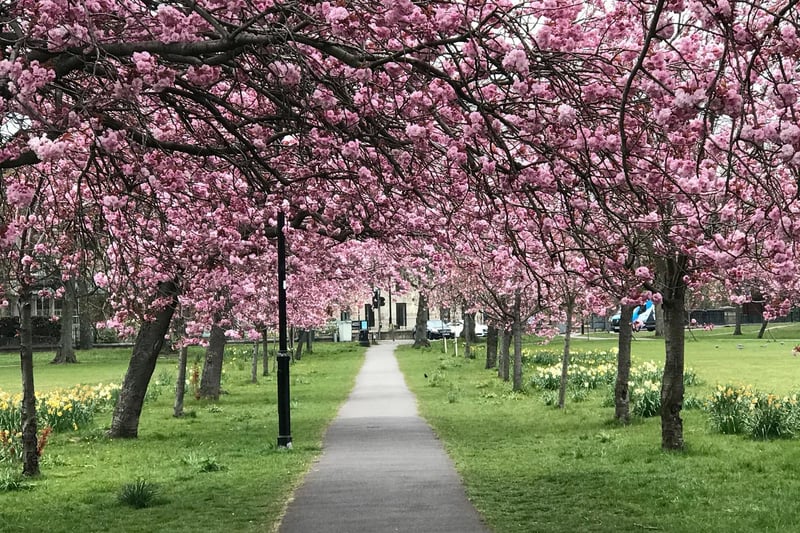 The wonderful cherry trees on the Stray taken by Katherine Schoon.
