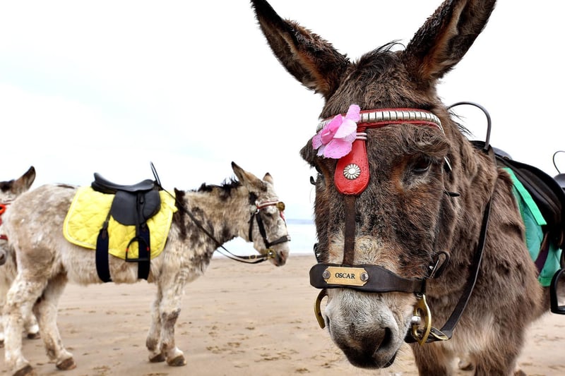 Oscar the Donkey poses for a snap...