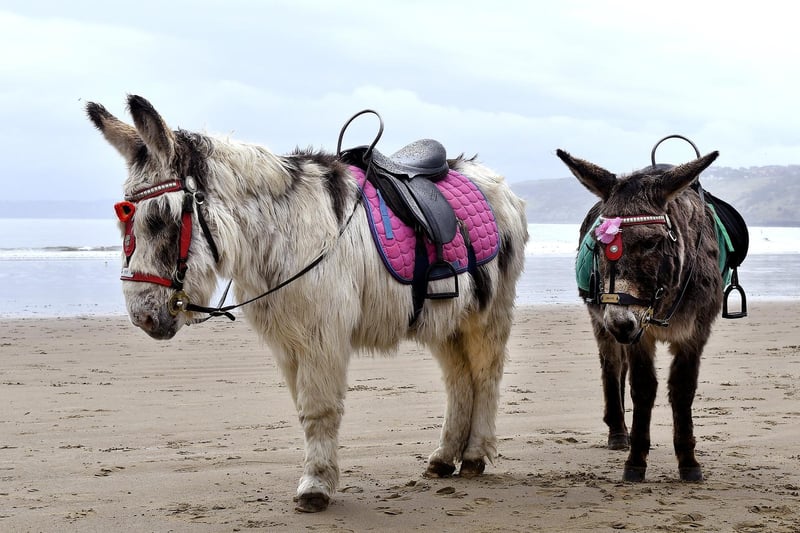Donkeys on the beach.