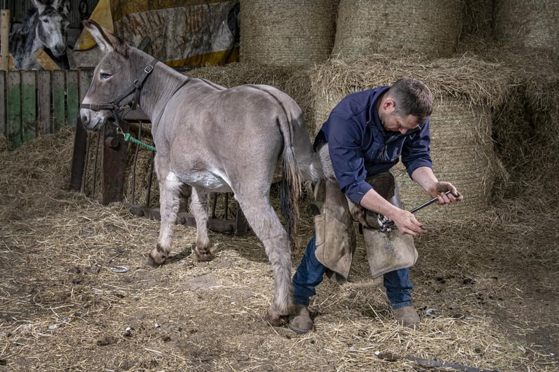 Farrier Mark Armstrong checks over the donkeys' hooves to make sure they're fit and healthy before coming back to Blackpool beach.