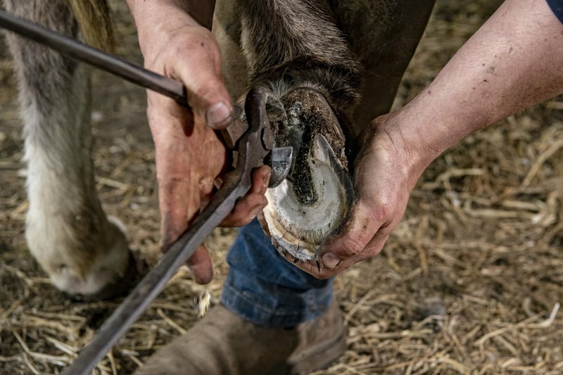 Farrier Mark Armstrong checks over the donkeys' hooves to make sure they have a clean bill of health before returning to Blackpool after lockdown.