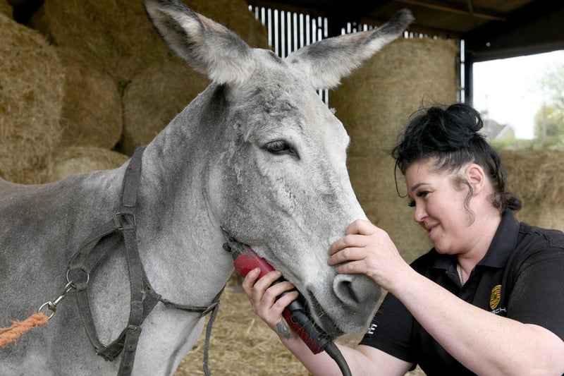 Claire Farnsworth gives Trooper a haircut ahead of his return to the Blackpool sands.