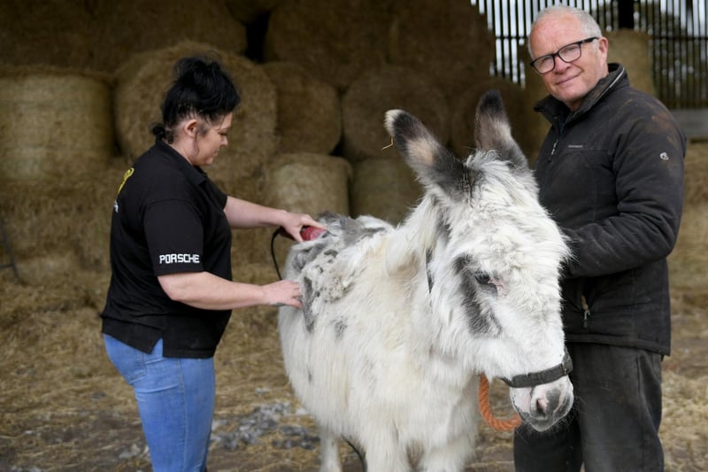 Claire Farnsworth giving donkey Dylan a haircut, with farmer Stephen Carrington who looks after them.