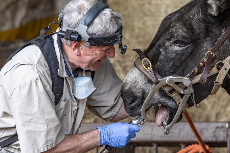 Equine dental technician Robert Ruddy looks over the donkeys' teeth to make sure they're in good health before returning to Blackpool beach for the summer season.