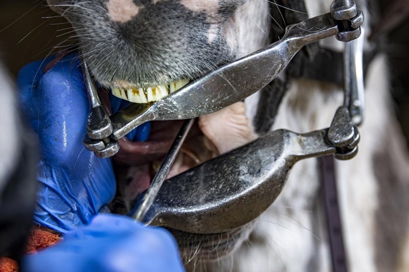 The donkeys receive a thorough dental check-up before heading back to Blackpool after lockdown.