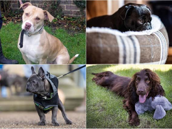 New police data has revealed the most stolen dog breeds in West Yorkshire.