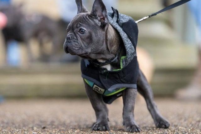A total of seven French Bulldog dogs were stolen in West Yorkshire between January 2020 to February 2021, according to police data.
