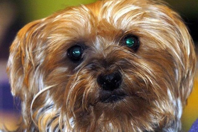 A total of six Yorkshire Terrier dogs were stolen between January 2020 and February 2021, according to West Yorkshire Police data.