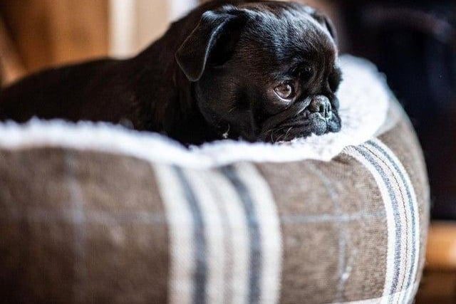 A total of four pugs were stolen between January 2020 and February 2021, according to West Yorkshire Police figures.