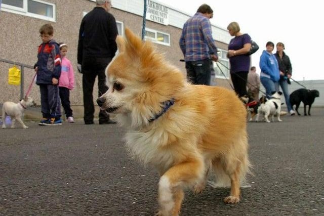 A total of four Chihuahua dogs were stolen during January 2020 and February 2021, according to West Yorkshire Police figures.