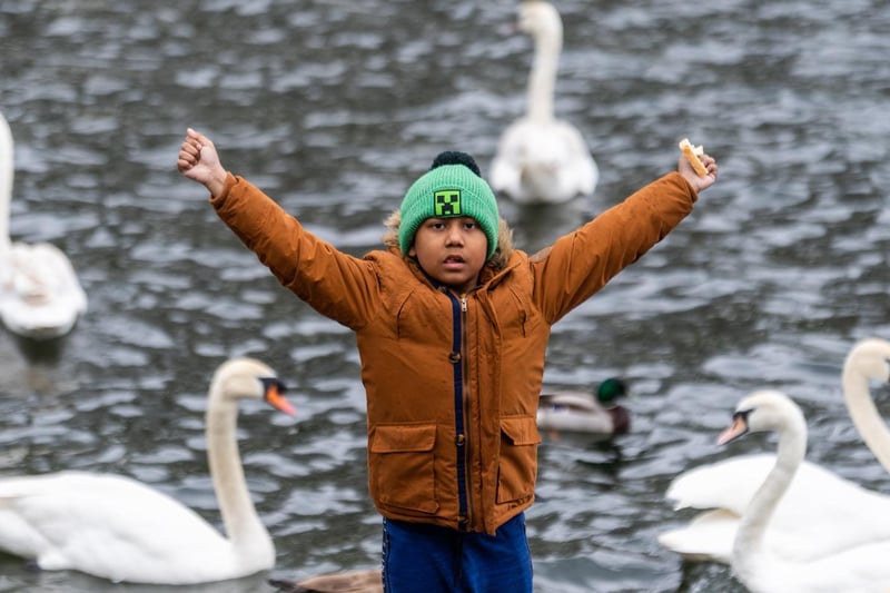 Riaz Ali, feeds the swans on whilst visiting Roundhay Park.