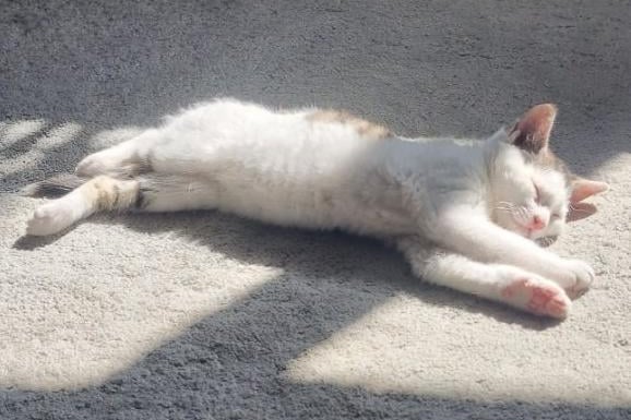 Charlie soaks up the sun, sent in by Lindsey Jackson.